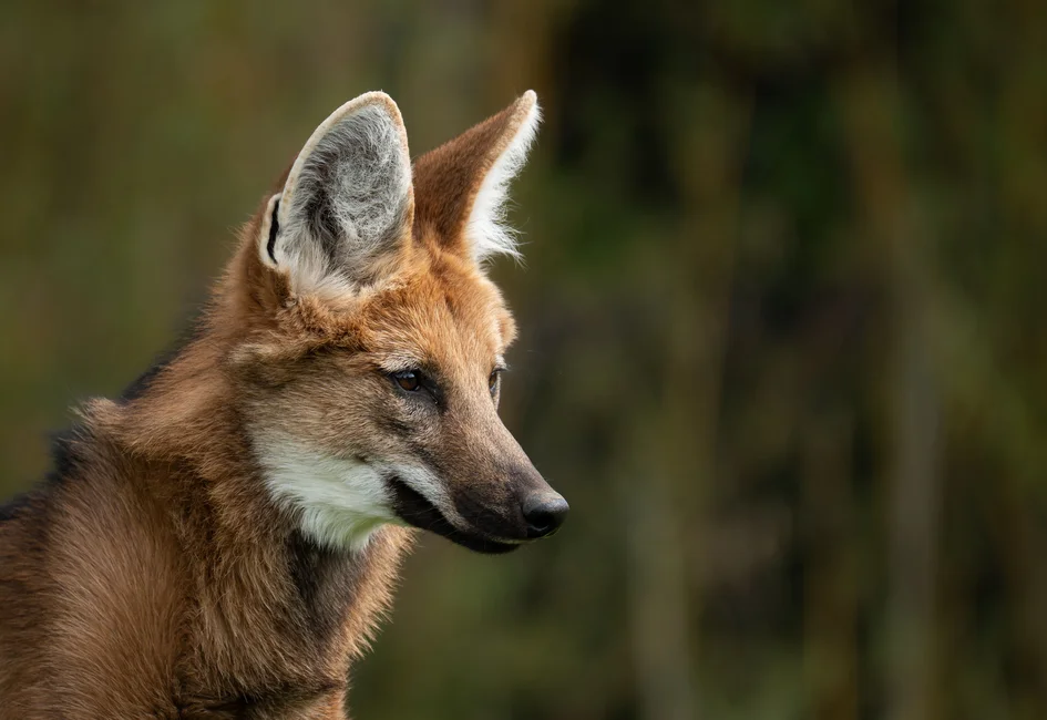 Aguará guazú, lobo de crin (imagen ilustrativa genérica de la especie, banco de imágenes Pexels, foto: Marc Nesen)