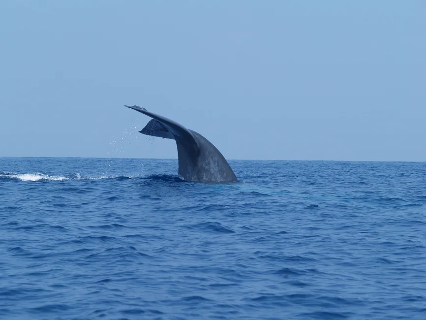 Cola de una ballena emergiendo del mar, imagen ilustrativa genérica (banco de imágenes Pexels; foto: Dirk)