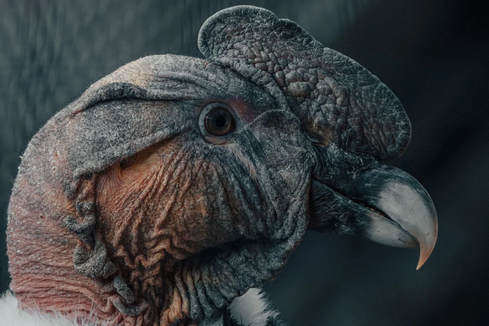 Cóndor andino, retrato de la especie real (imagen ilustrativa, banco de imágenes Pexels)