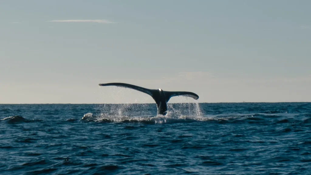 Ballena jorobada sumergiéndose en el mar (banco de imágenes Pexels; foto: Davis Arenas) — imagen ilustrativa genérica, no corresponde a la ballena franca austral de Península Valdés.