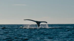 Ballena jorobada sumergiéndose en el mar (banco de imágenes Pexels; foto: Davis Arenas) — imagen ilustrativa genérica, no corresponde a la ballena franca austral de Península Valdés.