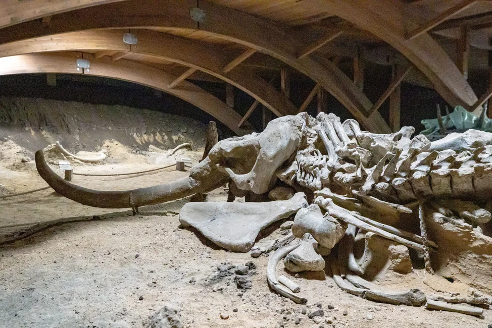 Esqueleto de mamut con grandes defensas exhibido en un museo (foto: Boris Hamer / Pexels) — imagen ilustrativa genérica, no es el colmillo hallado en San Pedro