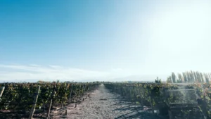 Viñedo en Mendoza, Argentina (banco de imágenes Pexels, foto: Alex Dos Santos)