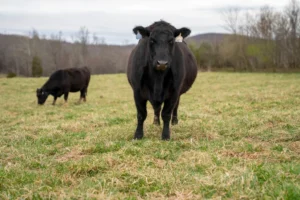 Ganado bovino de raza Angus en un campo (imagen ilustrativa generica, banco de imagenes Pexels, foto: Mark Stebnicki)