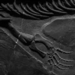 Fósil de reptil en roca sedimentaria, imagen ilustrativa (banco de imágenes Pexels)