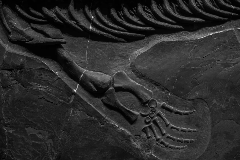Fósil de reptil en roca sedimentaria, imagen ilustrativa (banco de imágenes Pexels)