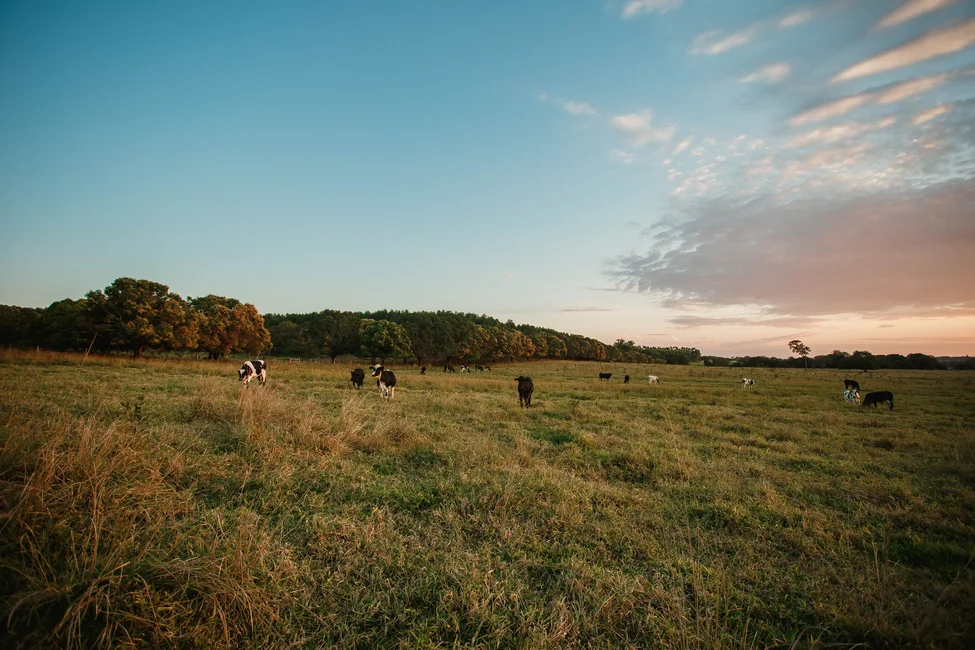Ganado pastando en un campo al atardecer (imagen ilustrativa genérica de ganadería). Foto: Helena Lopes / Pexels.