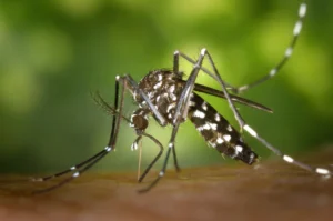 Mosquito Aedes, vector del dengue (imagen ilustrativa, banco de imagenes Pexels)