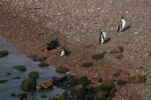 Pingüinos de Magallanes en la costa de Puerto Madryn, Chubut (foto: Victoria Marzullo / Pexels)