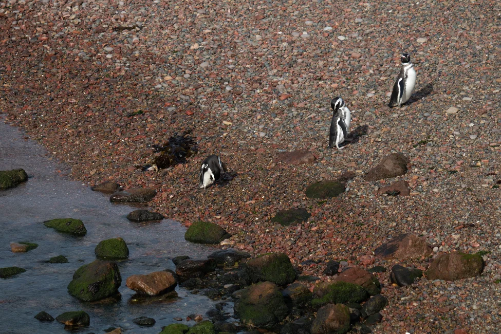 Pingüinos de Magallanes en la costa de Puerto Madryn, Chubut (foto: Victoria Marzullo / Pexels)