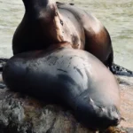 Conservación marina. El Senado dio media sanción a un nuevo parque marino en Santa Cruz