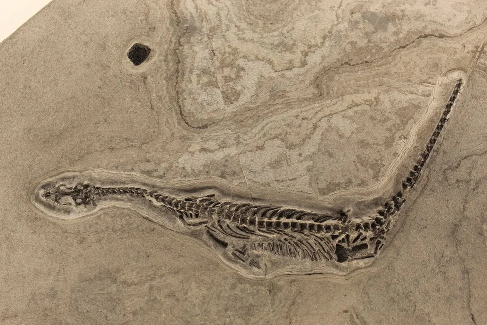 Fósil de un reptil marino en roca (imagen ilustrativa genérica, banco de imágenes Pexels, foto: Akshit Jhanwar)