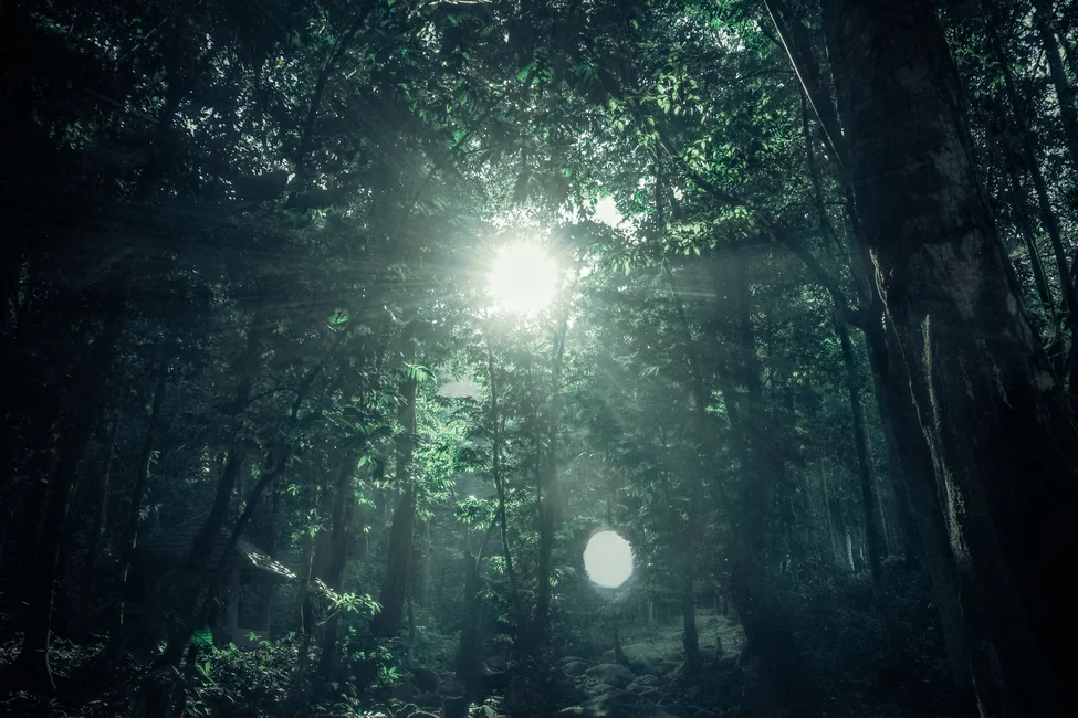 Luz solar filtrándose entre los árboles de una selva tropical. Imagen ilustrativa genérica (banco de imágenes: Pexels / Donald Tong).