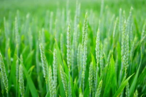 Cultivo de trigo verde (banco de imágenes Pexels; imagen ilustrativa genérica del agro)