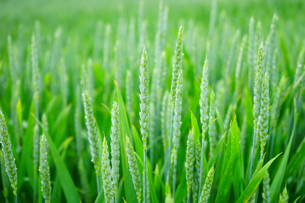 Cultivo de trigo verde (banco de imágenes Pexels; imagen ilustrativa genérica del agro)