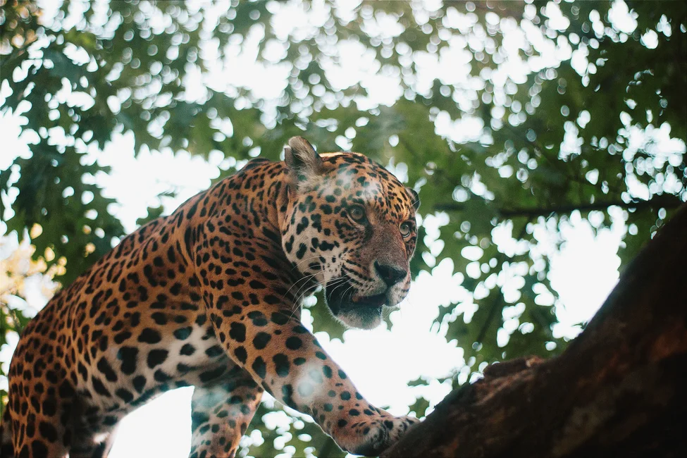 Yaguarete (Panthera onca) en un ambiente boscoso (imagen ilustrativa generica, banco de imagenes Pexels)