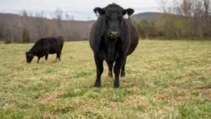 Dos vacas Angus pastando en un campo. Imagen ilustrativa genérica (banco de imágenes: Pexels, foto de Mark Stebnicki), no corresponde a un embarque o planta específica.