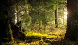 Bosque de coníferas patagónico, imagen genérica de hábitat (no es una foto de huemul; banco de imágenes: Pexels)