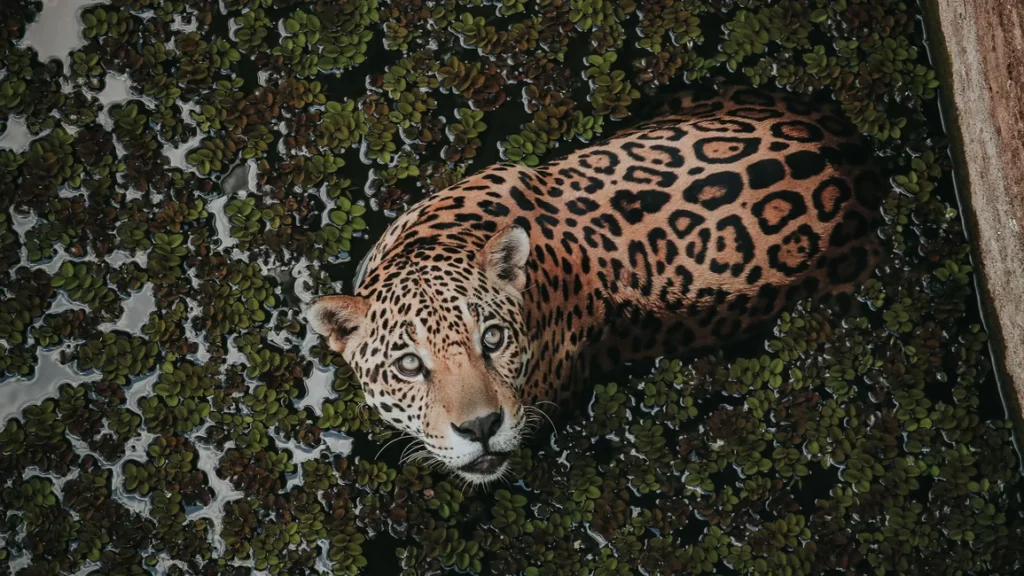 Yaguareté en un humedal de la cuenca amazónica. Imagen real de la especie en su hábitat natural en Sudamérica, aunque no del corredor puntual del proyecto (banco de imágenes: Pexels, foto: Jean GC, Manaus, Brasil).