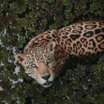 Conservación. Cuatro países lanzaron un plan para proteger al yaguareté