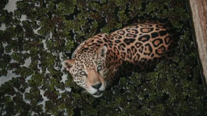 Yaguareté en un humedal de la cuenca amazónica. Imagen real de la especie en su hábitat natural en Sudamérica, aunque no del corredor puntual del proyecto (banco de imágenes: Pexels, foto: Jean GC, Manaus, Brasil).