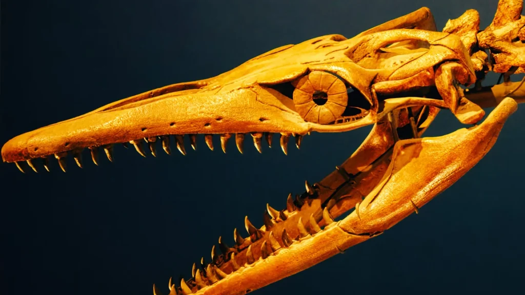 Cráneo fósil de un reptil marino expuesto en un museo (imagen ilustrativa genérica, no es el ejemplar del hallazgo). Banco de imágenes: Pexels, foto de James Lee.