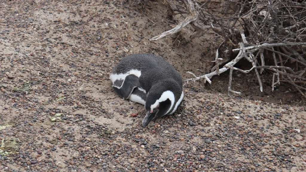 Pingüino de Magallanes fotografiado en la provincia de Chubut, Argentina (banco de imágenes: Pexels, foto de Laura Otte). No es necesariamente un ejemplar de Punta Tombo, pero corresponde a la misma provincia y especie.