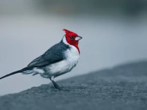 Cardenal copete rojo (Paroaria coronata) fotografiado en Buenos Aires, la especie real mencionada en la nota. Banco de imágenes Pexels (fotógrafo: Mauro Ignacio Torres).