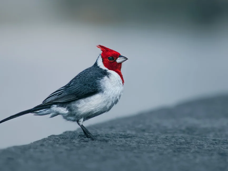 Cardenal copete rojo (Paroaria coronata) fotografiado en Buenos Aires, la especie real mencionada en la nota. Banco de imágenes Pexels (fotógrafo: Mauro Ignacio Torres).