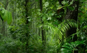 Interior de una selva tropical densa y verde, imagen ilustrativa genérica del hábitat (no se consiguió foto de la especie puntual, el gato tirica, en bancos libres). Pexels / Mojahid Mottakin.