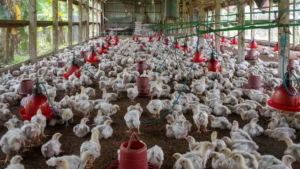 Pollos en una granja avícola, imagen ilustrativa genérica de la producción de aves. Pexels.